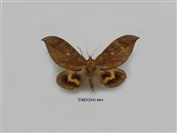 藏品(夜蛾283)的圖片